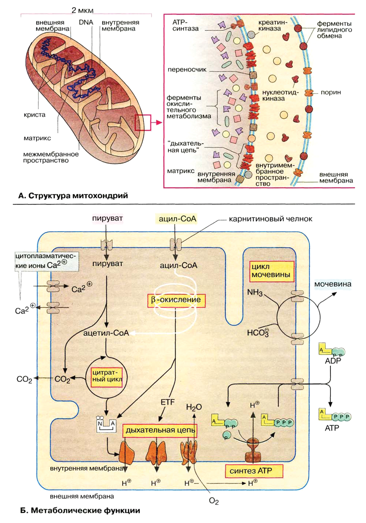 Рис. 1. Структура митохондрий и их метаболические функции