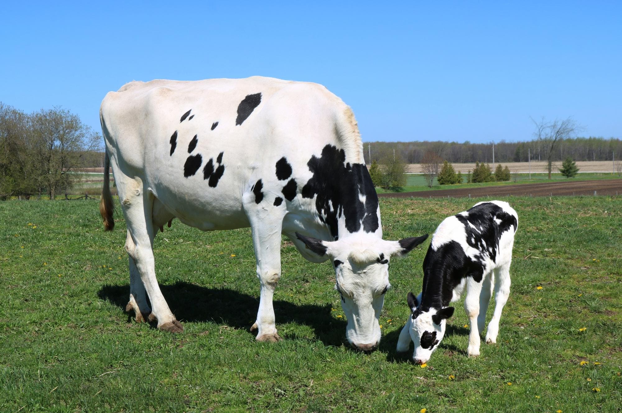 корова и теленок на пастбище