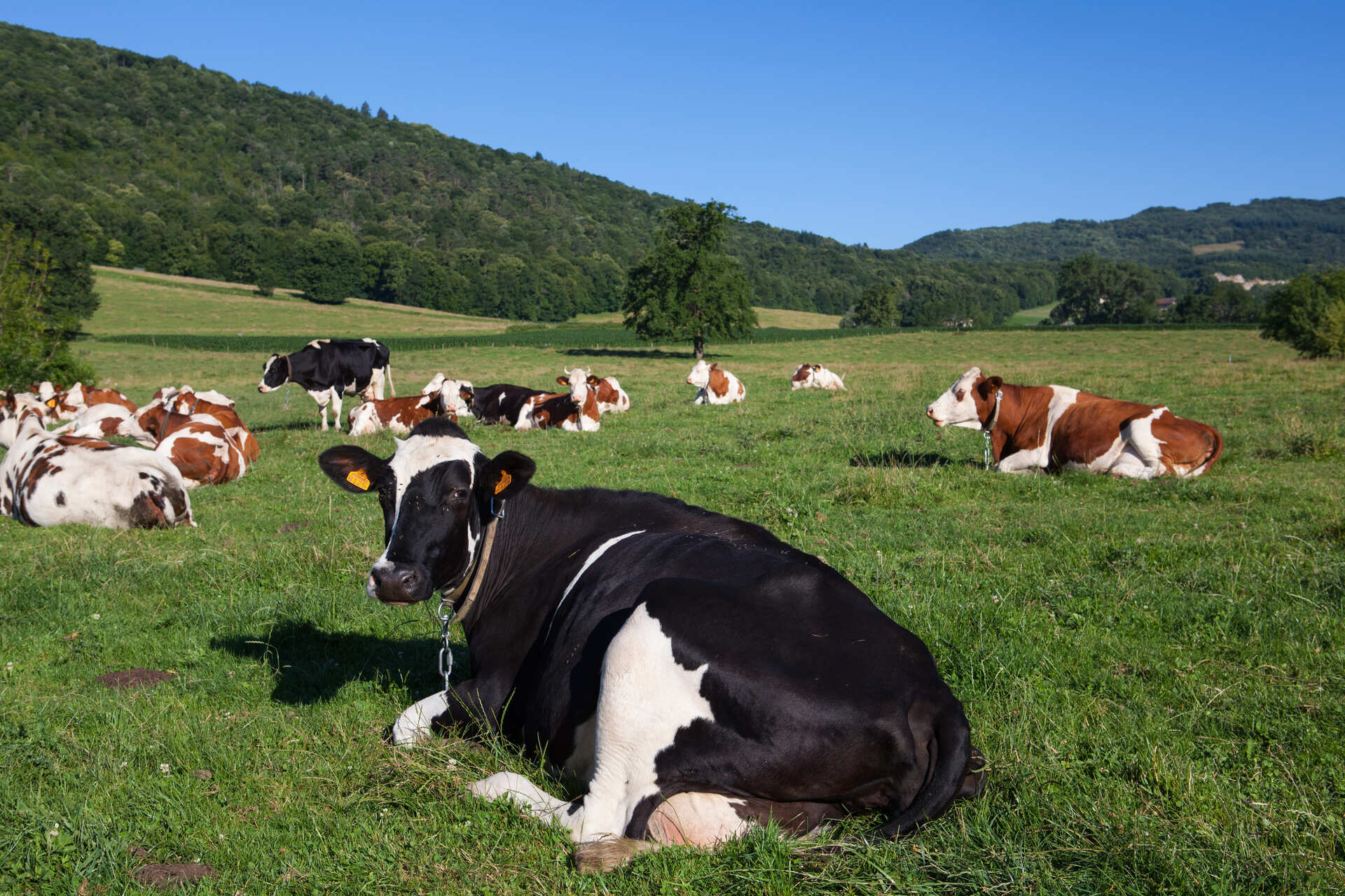 Коровы лежат на лугу