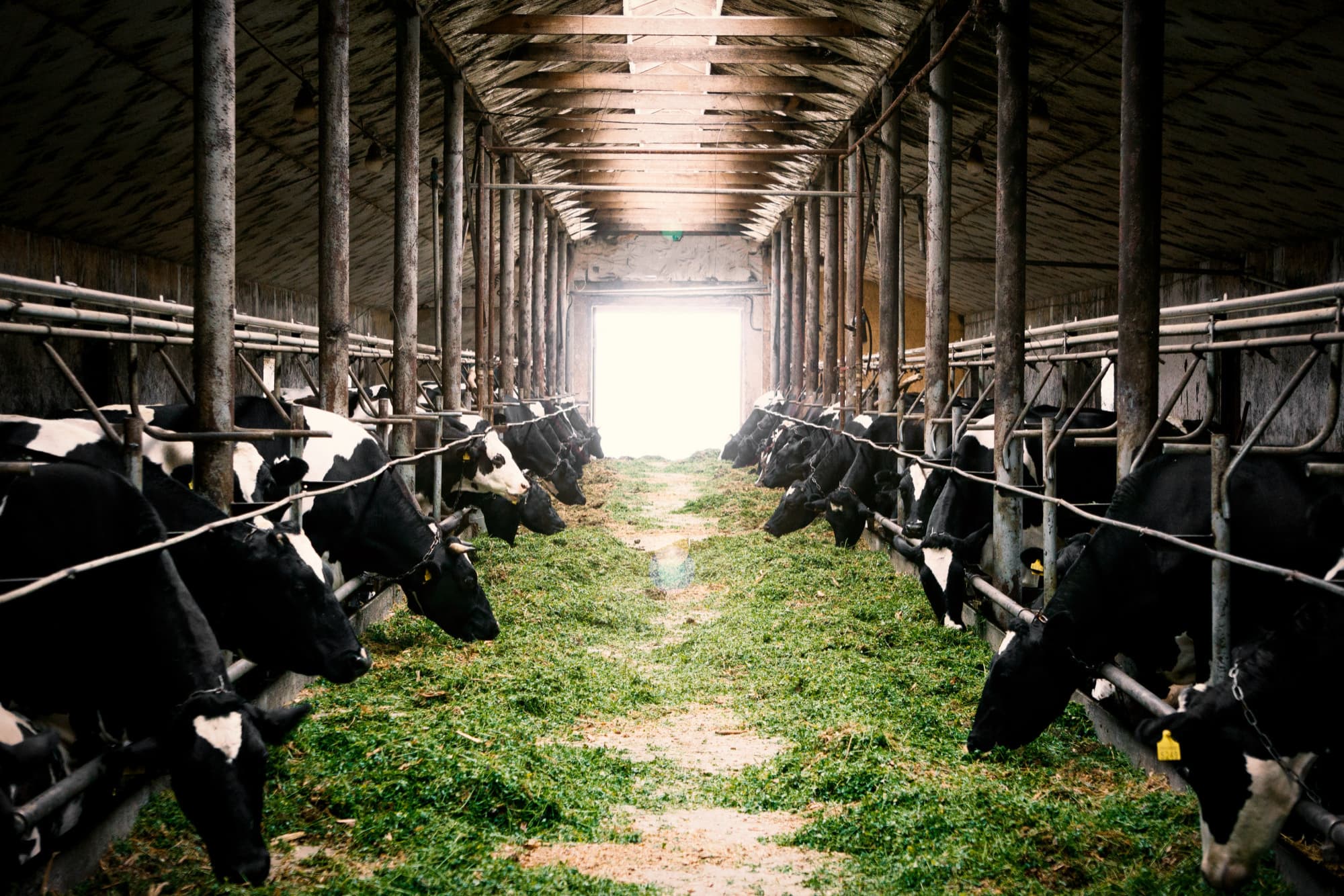 Коровы в загонах на ферме