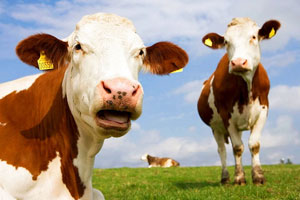 две коровы фото