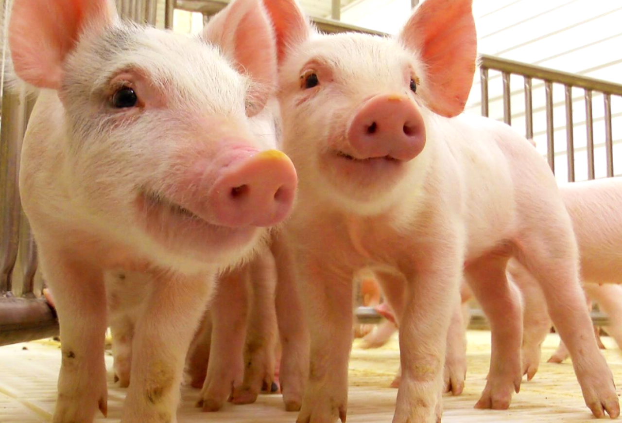 Обложка статьи