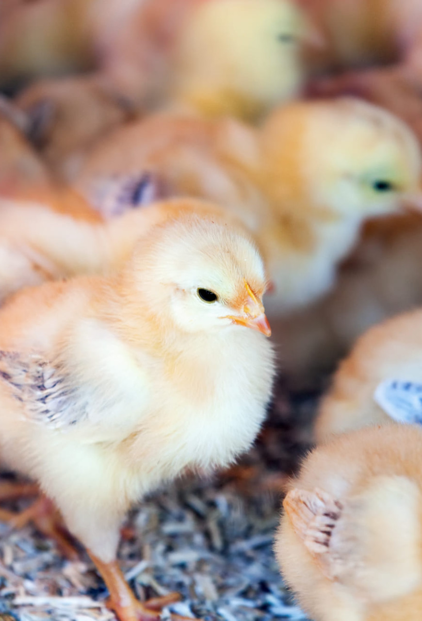 Цыплята на ферме